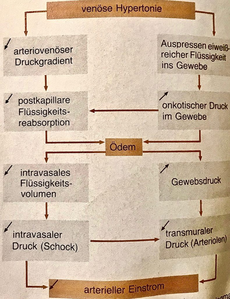 Dieses Bild hat ein leeres Alt-Attribut. Der Dateiname ist saphenion-dr.zierau-venöse-hypertoniesenkung-arterieller-einstrom-790x1024.jpg
